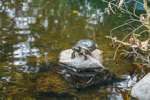 sea life turtle on stone reptile